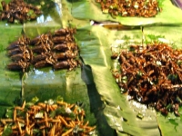 Deep fried caterpillers and insects at market